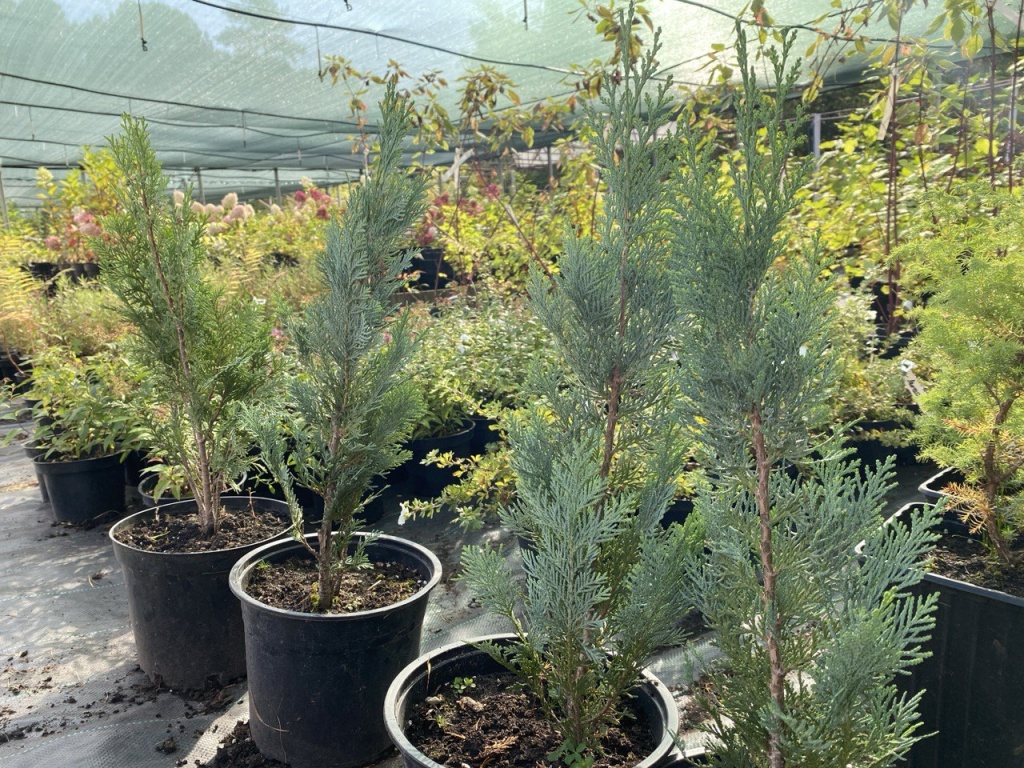 Уполномоченный главы Пушкинского выполнила наказ жителей Ивантеевки: во дворе на Фабричном проезде высадят голубые ели и гортензии